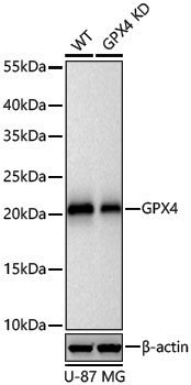 [KD Validated] Anti-Glutathione Peroxidase 4 Rabbit pAb