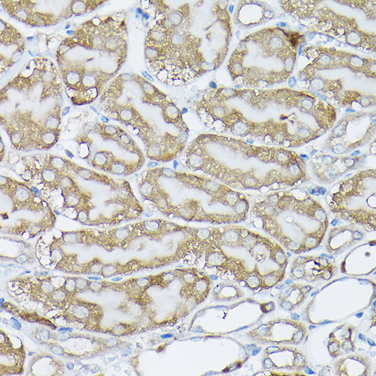 Anti-BCAR1 Rabbit pAb