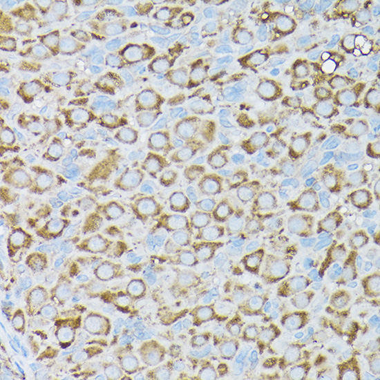Anti-BCAR1 Rabbit pAb
