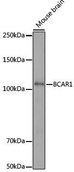 Anti-BCAR1 Rabbit pAb