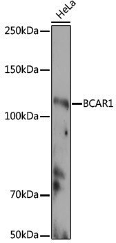 Anti-BCAR1 Rabbit pAb