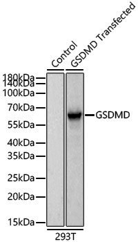 Anti-GSDMD Rabbit pAb