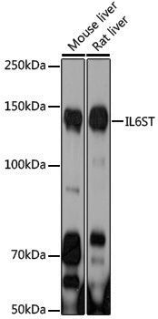Anti-CD130 Rabbit pAb
