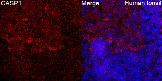 Anti-Caspase 1 Rabbit pAb