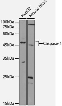 Anti-Caspase 1 Rabbit pAb