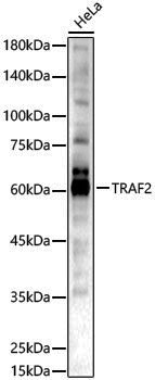 Anti-TRAF2 Rabbit pAb
