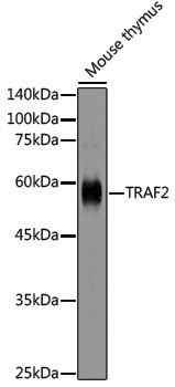 Anti-TRAF2 Rabbit pAb