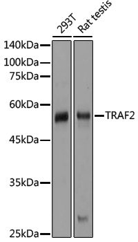 Anti-TRAF2 Rabbit pAb