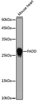 Anti-FADD Rabbit pAb