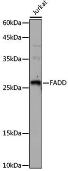 Anti-FADD Rabbit pAb
