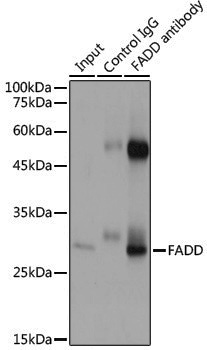 Anti-FADD Rabbit pAb