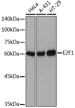 Anti-E2F1 Rabbit pAb