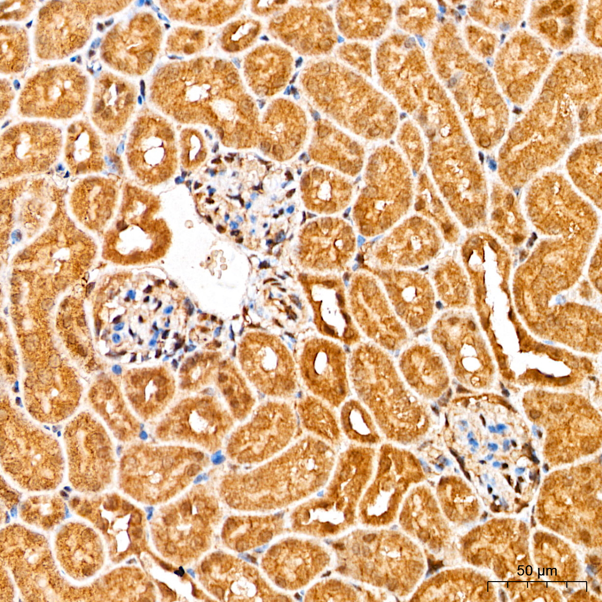 Anti-Smad2/3 Rabbit pAb