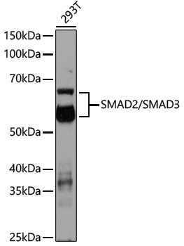 Anti-Smad2/3 Rabbit pAb