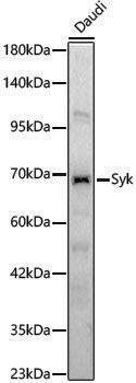 Anti-Syk Rabbit pAb