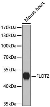 Anti-Flotillin 2 Rabbit pAb