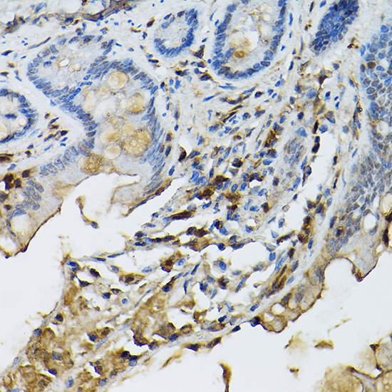 [KO Validated] Anti-STAT5b Rabbit pAb