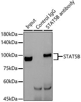 [KO Validated] Anti-STAT5b Rabbit pAb
