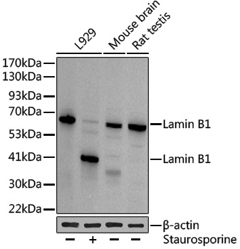 Anti-Lamin B1 Rabbit pAb