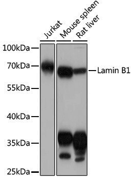 Anti-Lamin B1 Rabbit pAb