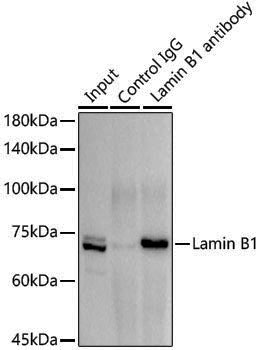 Anti-Lamin B1 Rabbit pAb