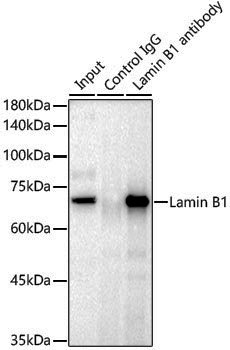 Anti-Lamin B1 Rabbit pAb