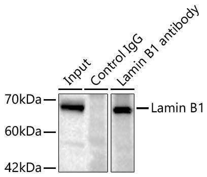 Anti-Lamin B1 Rabbit pAb