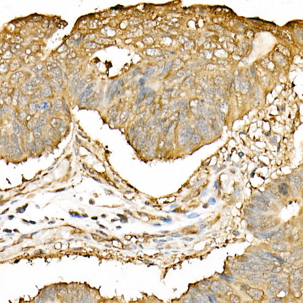Anti-Hsp90 beta Rabbit pAb
