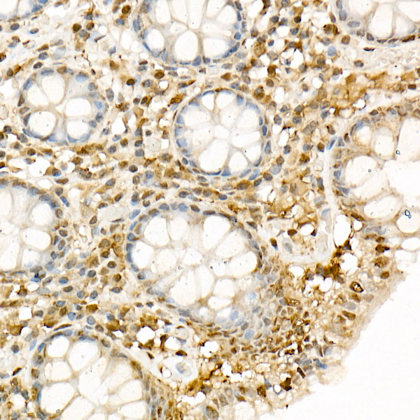Anti-Hsp90 beta Rabbit pAb