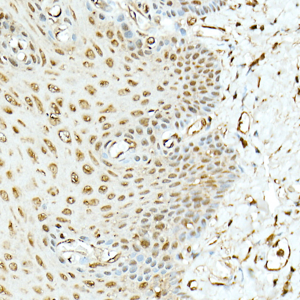 Anti-Hsp90 beta Rabbit pAb