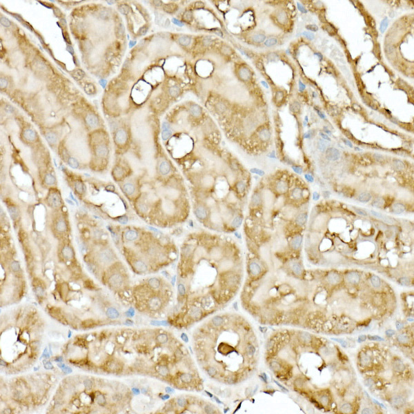 Anti-Hsp90 beta Rabbit pAb