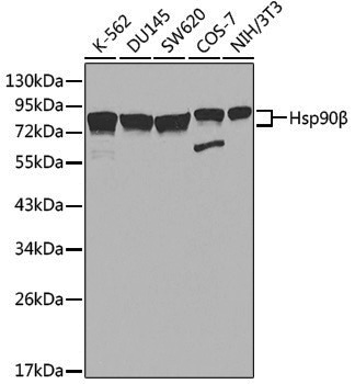 Anti-Hsp90 beta Rabbit pAb