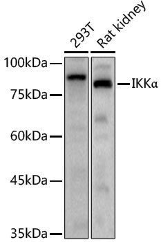 Anti-IKK alpha Rabbit pAb