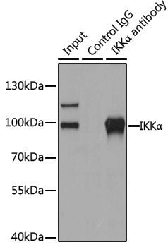 Anti-IKK alpha Rabbit pAb