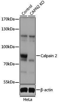 [KO Validated] Anti-Calpain 2 Rabbit pAb