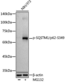 Anti-Phospho-SQSTM1/p62 (Ser349) Rabbit pAb