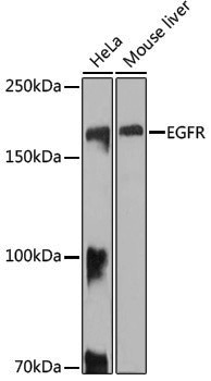 Anti-EGFR Rabbit pAb