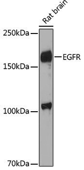Anti-EGFR Rabbit pAb