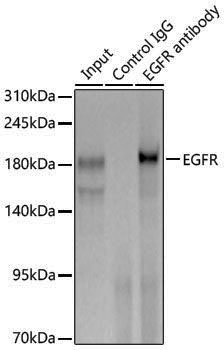 Anti-EGFR Rabbit pAb