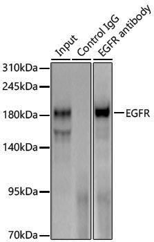 Anti-EGFR Rabbit pAb