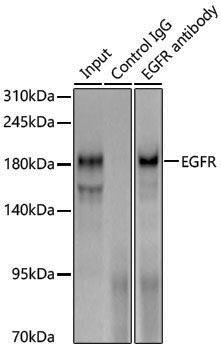 Anti-EGFR Rabbit pAb
