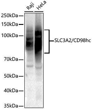 Anti-SLC3A2 Rabbit pAb