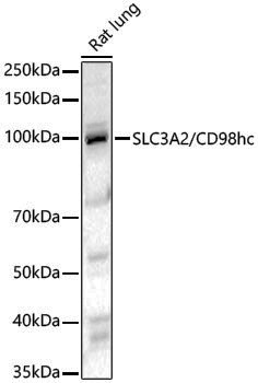 Anti-SLC3A2 Rabbit pAb
