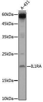 Anti-IL-1RA Rabbit pAb