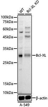 [KD Validated] Anti-Bcl-XL Rabbit pAb