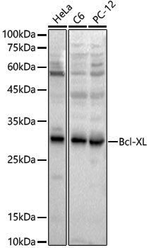 [KD Validated] Anti-Bcl-XL Rabbit pAb