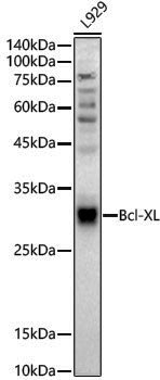 [KD Validated] Anti-Bcl-XL Rabbit pAb
