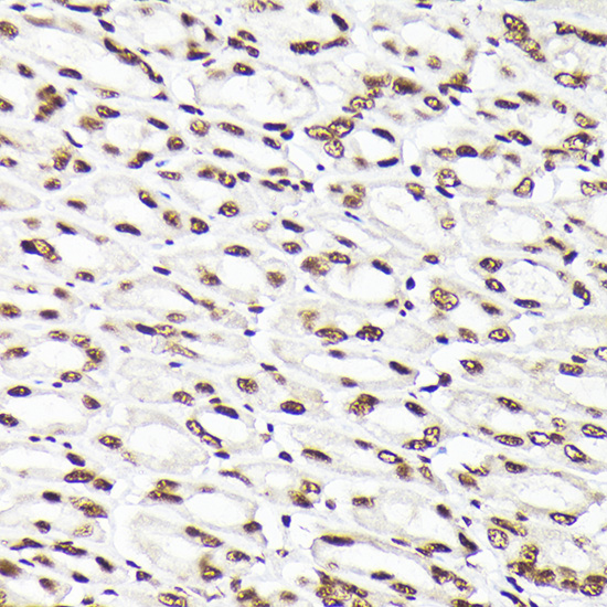 Anti-Rad21 Rabbit pAb