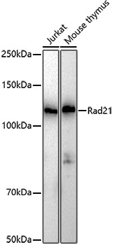 Anti-Rad21 Rabbit pAb