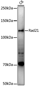 Anti-Rad21 Rabbit pAb